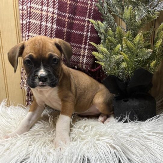 [#252838-05] Fawn / White F Boxer Puppies for Sale