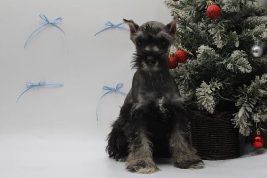 [#252617-01] Black / Silver M Miniature Schnauzer Puppies for Sale