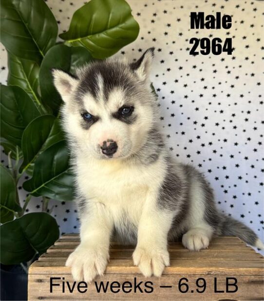 [#25784-02] Black Gray / White M Siberian Husky Puppies for Sale