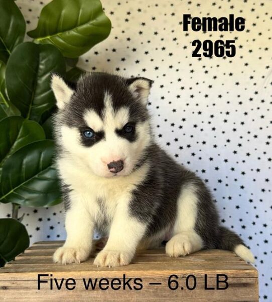 [#25784-04] Black / White F Siberian Husky Puppies for Sale