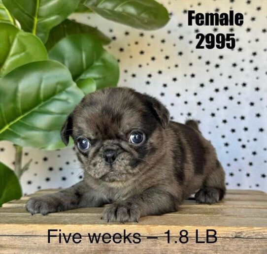 [#25786-05] Merle F Pug Puppies for Sale