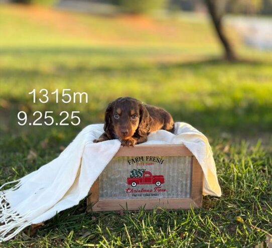[#25789-01] Chocolate / Tan M Dachshund Puppies for Sale