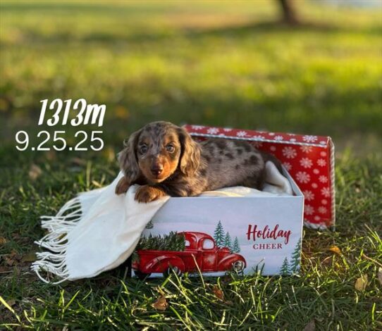 [#25789-02] Chocolate Roan M Dachshund Puppies for Sale