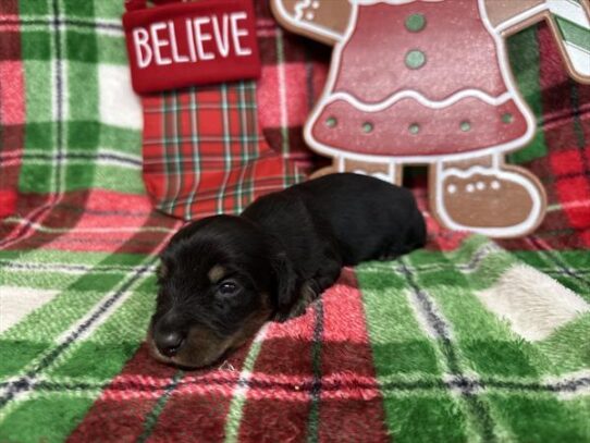 [#2530-05] Black / Tan F Dachshund Puppies for Sale