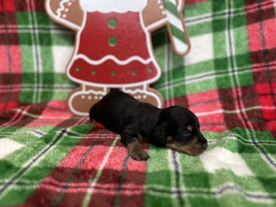 [#2530-07] Black / Tan F Dachshund Puppies for Sale
