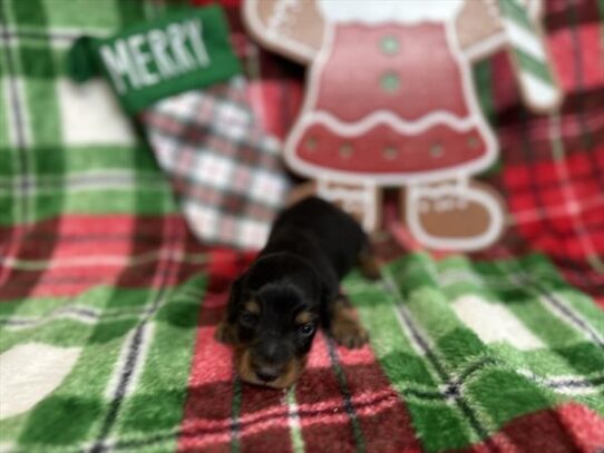 [#2530-06] Black / Tan F Dachshund Puppies for Sale