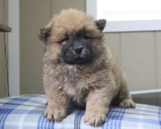 [#253026-01] Red M Chow Chow Puppies for Sale