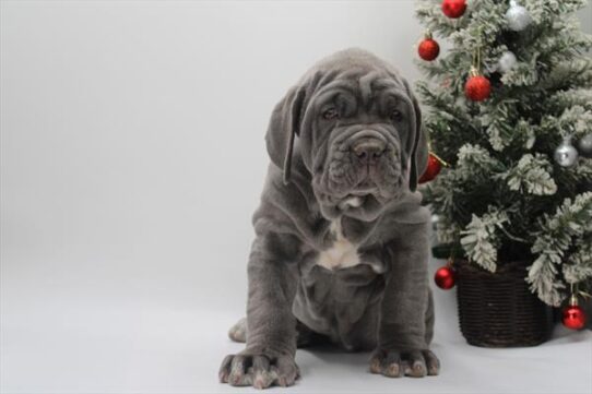 [#253078-12] Blue F Neapolitan Mastiff Puppies for Sale