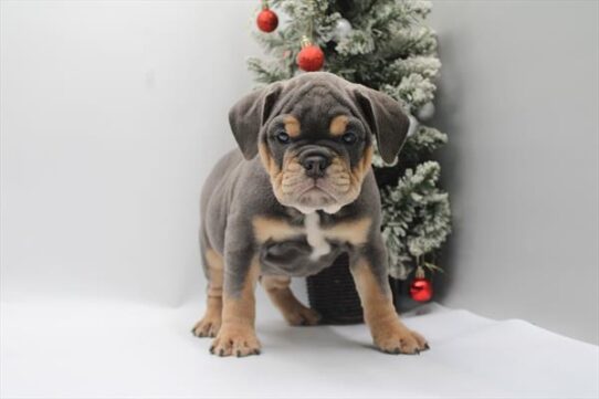 [#252805-06] Blue / Tan F Beabull Puppies for Sale