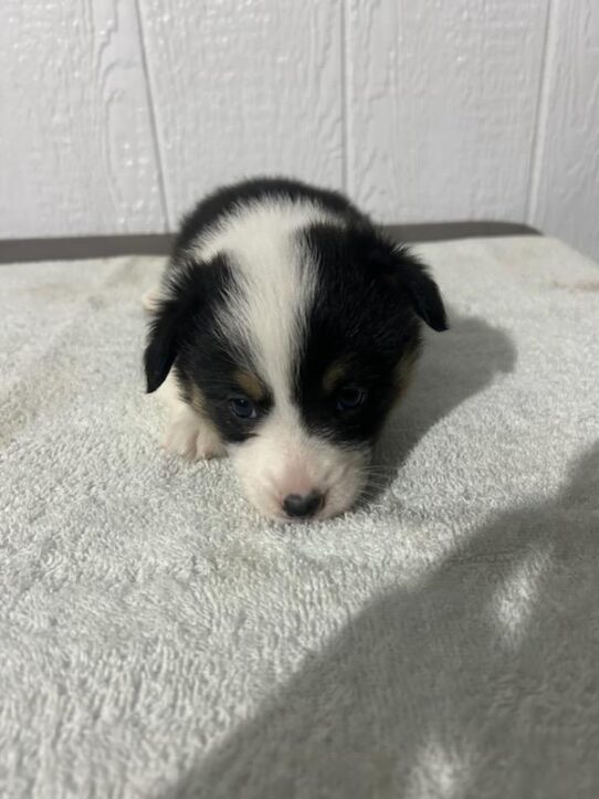 [#2545-05] Tri-Colored F Pembroke Welsh Corgi Puppies for Sale