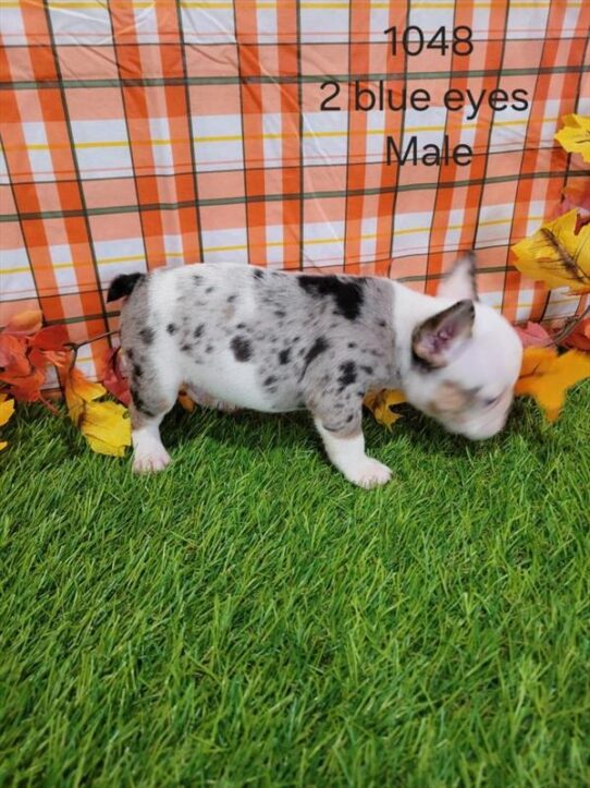 [#25147-03] Blue Merle / White M French Bulldog Puppies for Sale