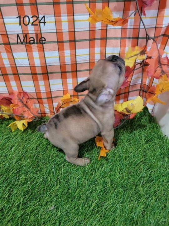 [#25147-04] Blue Fawn M French Bulldog Puppies for Sale