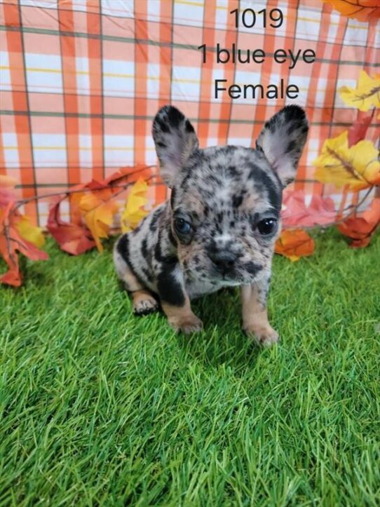 [#25147-05] Blue Merle / Tan F French Bulldog Puppies for Sale