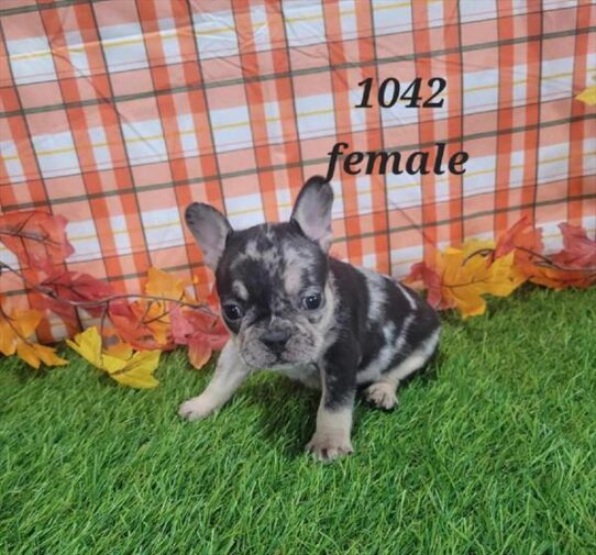 [#25147-06] Blue Merle / Tan F French Bulldog Puppies for Sale