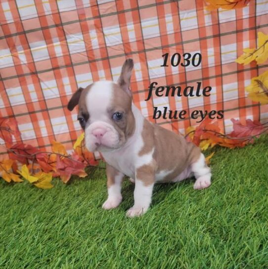 [#25147-07] Fawn / White F French Bulldog Puppies for Sale