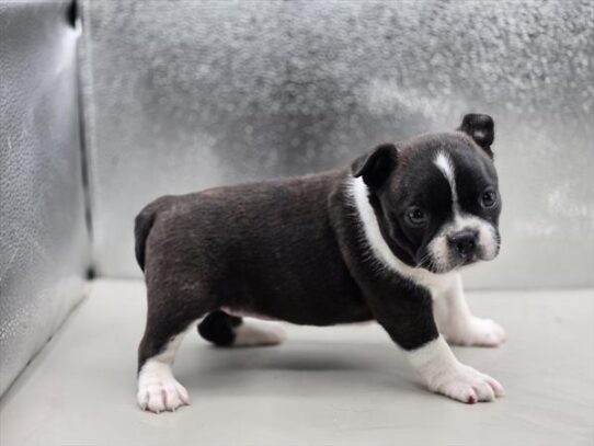 [#25130-05] Black / White F Boston Terrier Puppies for Sale