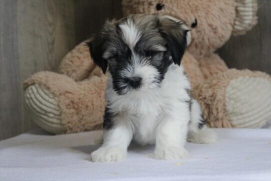 [#253262-02] Sable / White M Havanese Puppies for Sale