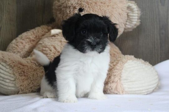[#253262-05] Black / White M Havanese Puppies for Sale