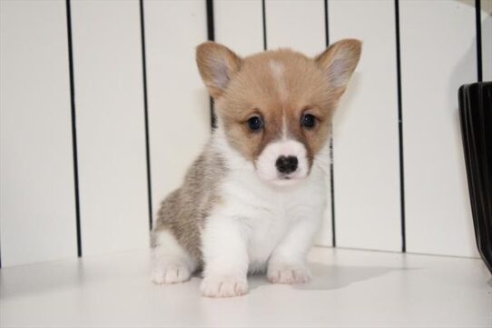 [#253114-07] Red / White F Pembroke Welsh Corgi Puppies for Sale