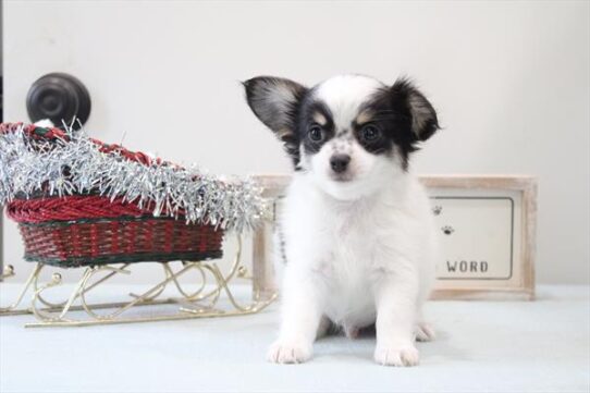 [#252749-01] White / Black M Chihuahua Puppies for Sale
