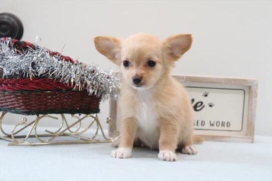 [#252749-06] Cream / White F Chihuahua Puppies for Sale