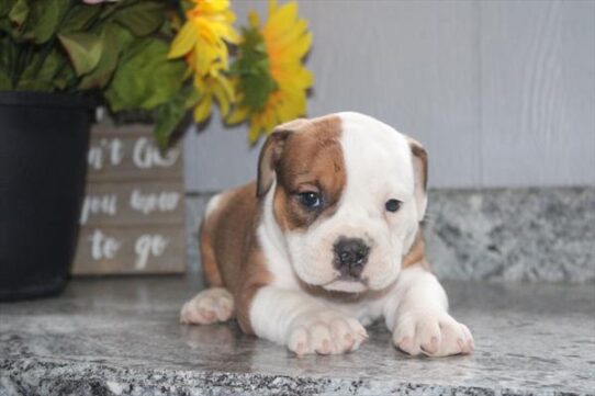 [#253000-01] Red / White M Bulldog/Olde English Bulldog Puppies for Sale