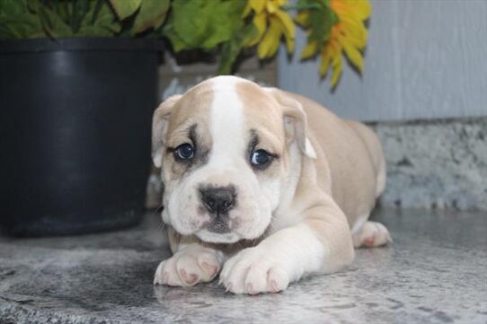 [#253000-07] Black Fawn / White F Bulldog/Olde English Bulldog Puppies for Sale