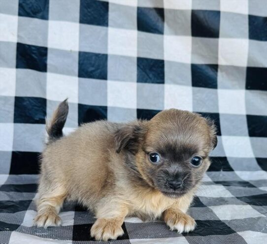 [#25159-01] Blue Fawn F Chihuahua Puppies for Sale