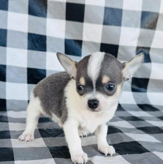 [#25158-01] White / Blue M Chihuahua Puppies for Sale