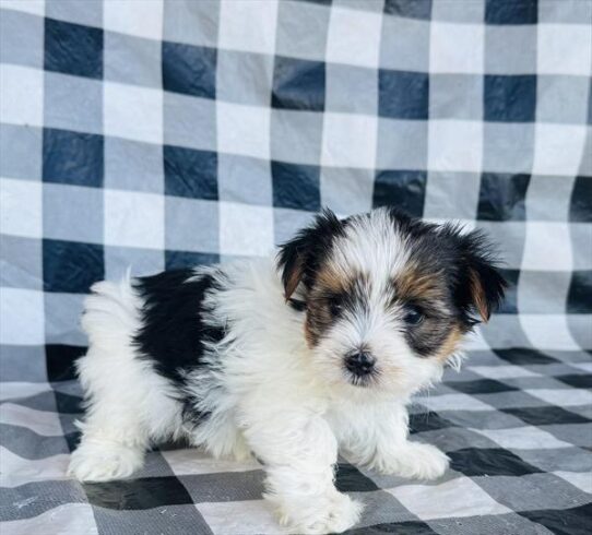 [#25160-01] Black / White M Yorkshire Terrier Puppies for Sale