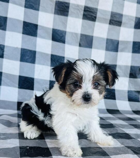 [#25160-03] Black / White F Yorkshire Terrier Puppies for Sale