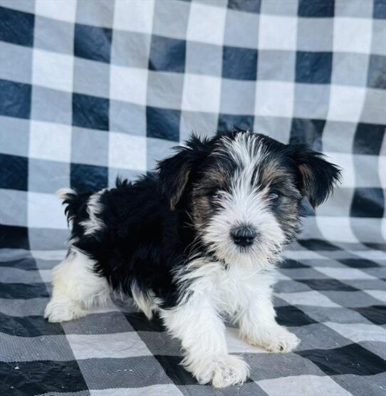 [#25160-04] Black / White F Yorkshire Terrier Puppies for Sale