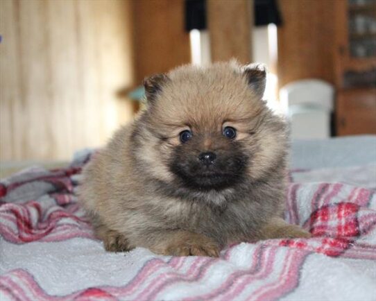 [#253072-02] Brown M Pomeranian Puppies for Sale