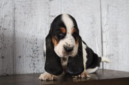 [#252864-07] Tri-Colored F Basset Hound Puppies for Sale