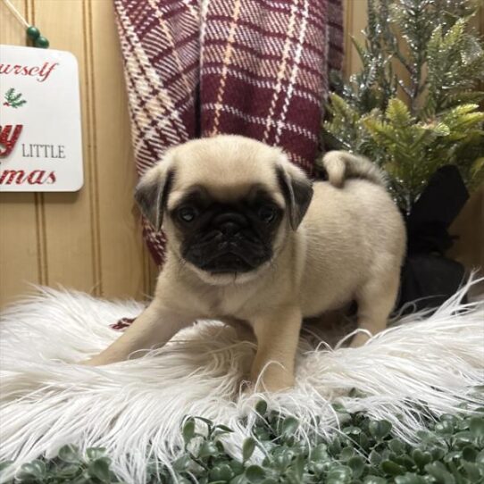 [#252839-03] Fawn M Pug Puppies for Sale