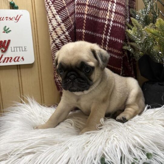 [#252839-05] Fawn F Pug Puppies for Sale