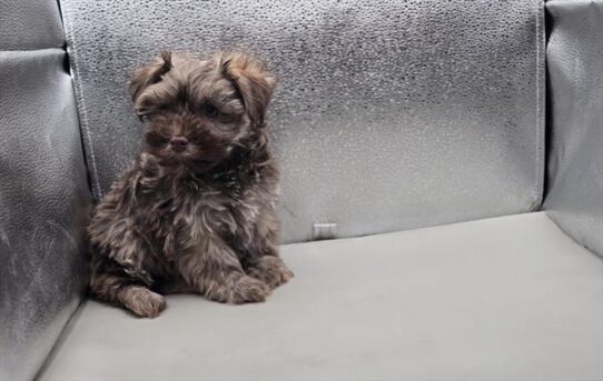 [#25142-01] Gold / Chocolate M Havanese Puppies for Sale