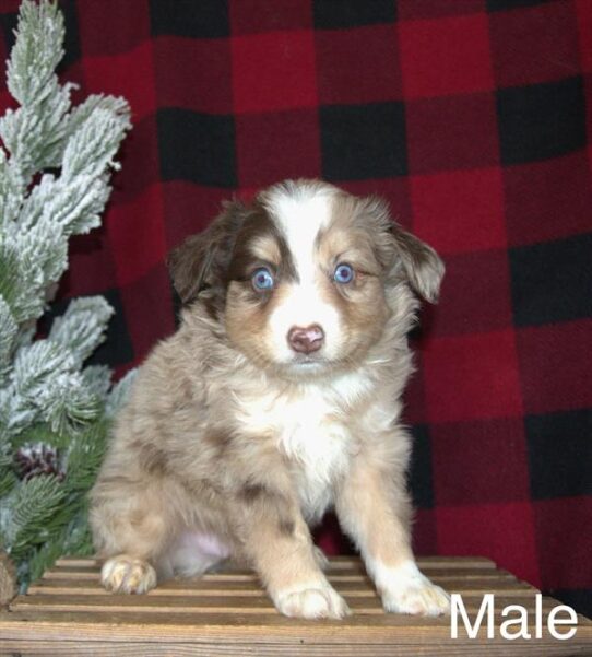 [#25818-01] Red Merle / White M Miniature Australian Shepherd Puppies for Sale