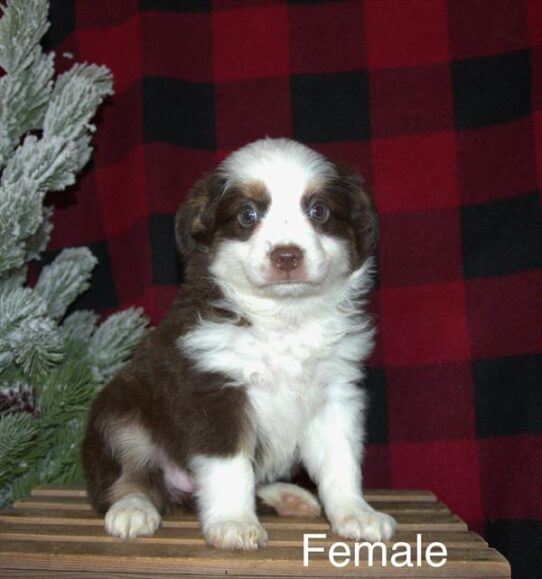 [#25818-03] Red / White F Miniature Australian Shepherd Puppies for Sale