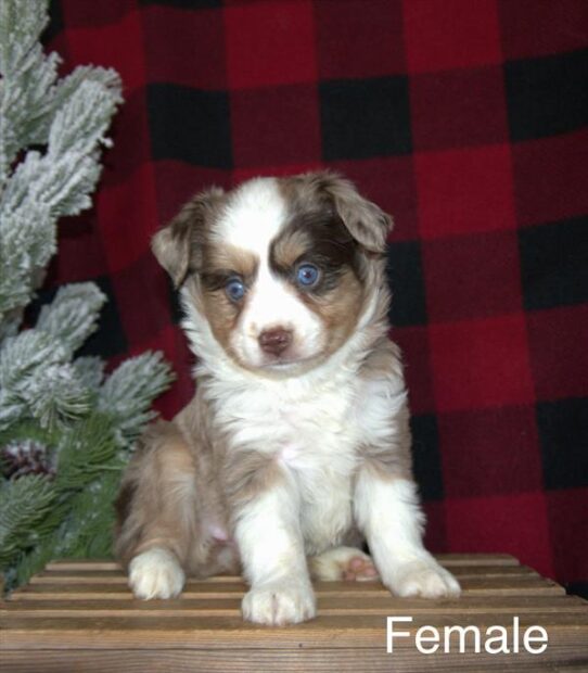 [#25818-04] Red Merle / White F Miniature Australian Shepherd Puppies for Sale