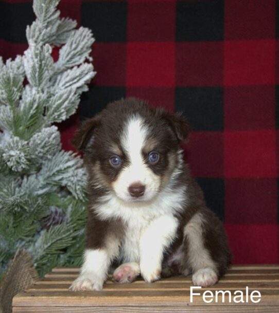 [#25819-02] Red Tan / White F Miniature Australian Shepherd Puppies for Sale