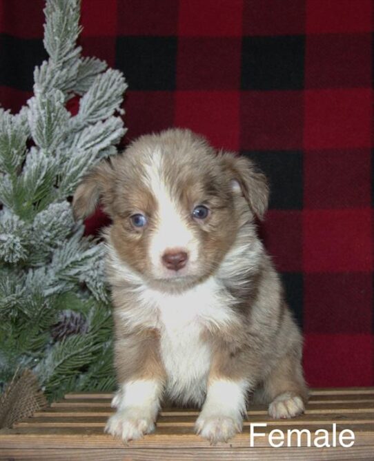 [#25819-03] Red Merle / White F Miniature Australian Shepherd Puppies for Sale