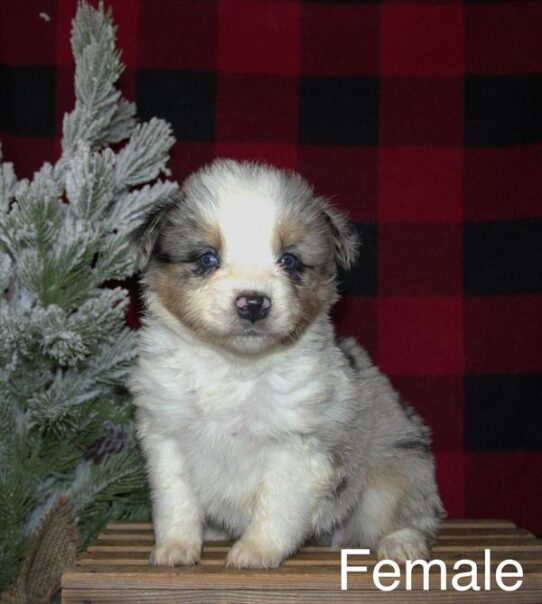 [#25819-04] Blue Merle / White F Miniature Australian Shepherd Puppies for Sale