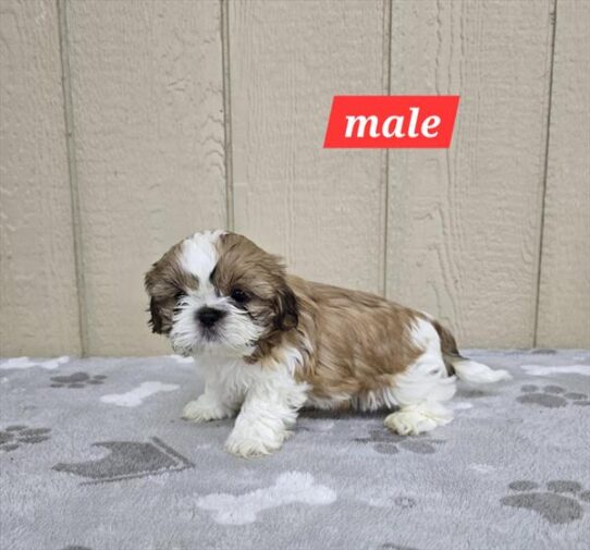 [#25825-01] Brown / White M Shih Tzu Puppies for Sale