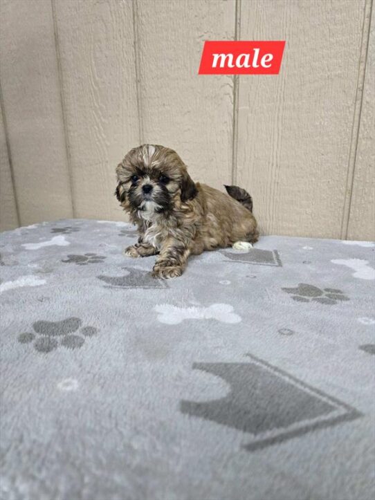 [#25825-02] Sable M Shih Tzu Puppies for Sale