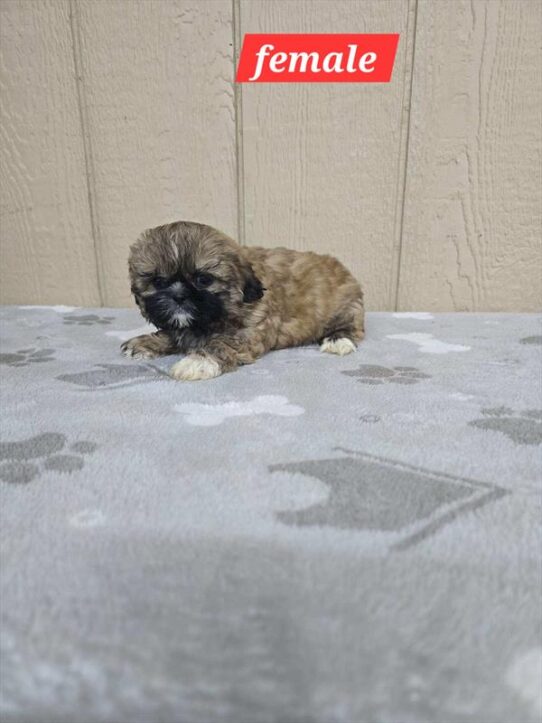 [#25825-04] Sable F Shih Tzu Puppies for Sale