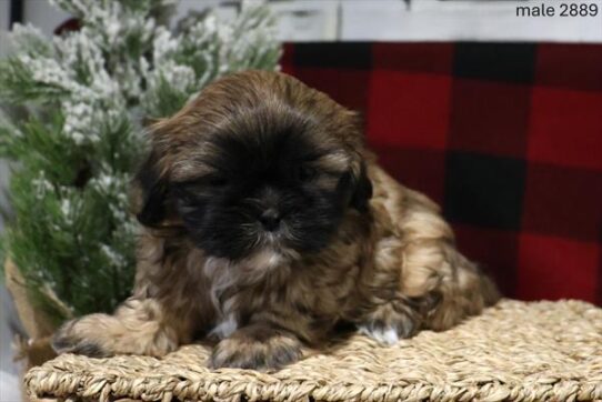 [#25826-01] Sable M Shih Tzu Puppies for Sale