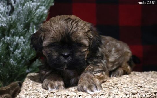 [#25826-02] Sable M Shih Tzu Puppies for Sale