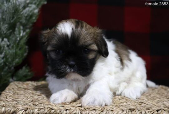 [#25826-03] Sable / White F Shih Tzu Puppies for Sale