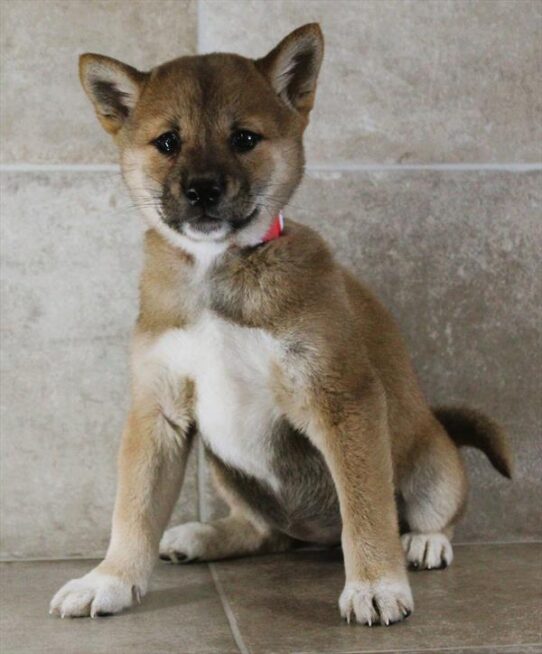 [#25584-04] Red Sesame F Shiba Inu Puppies for Sale